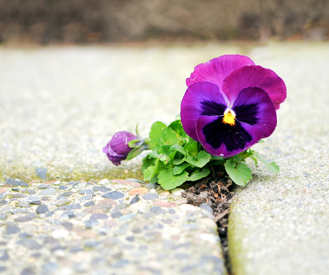 Overcoming Environmental Limitations to Foster Growth